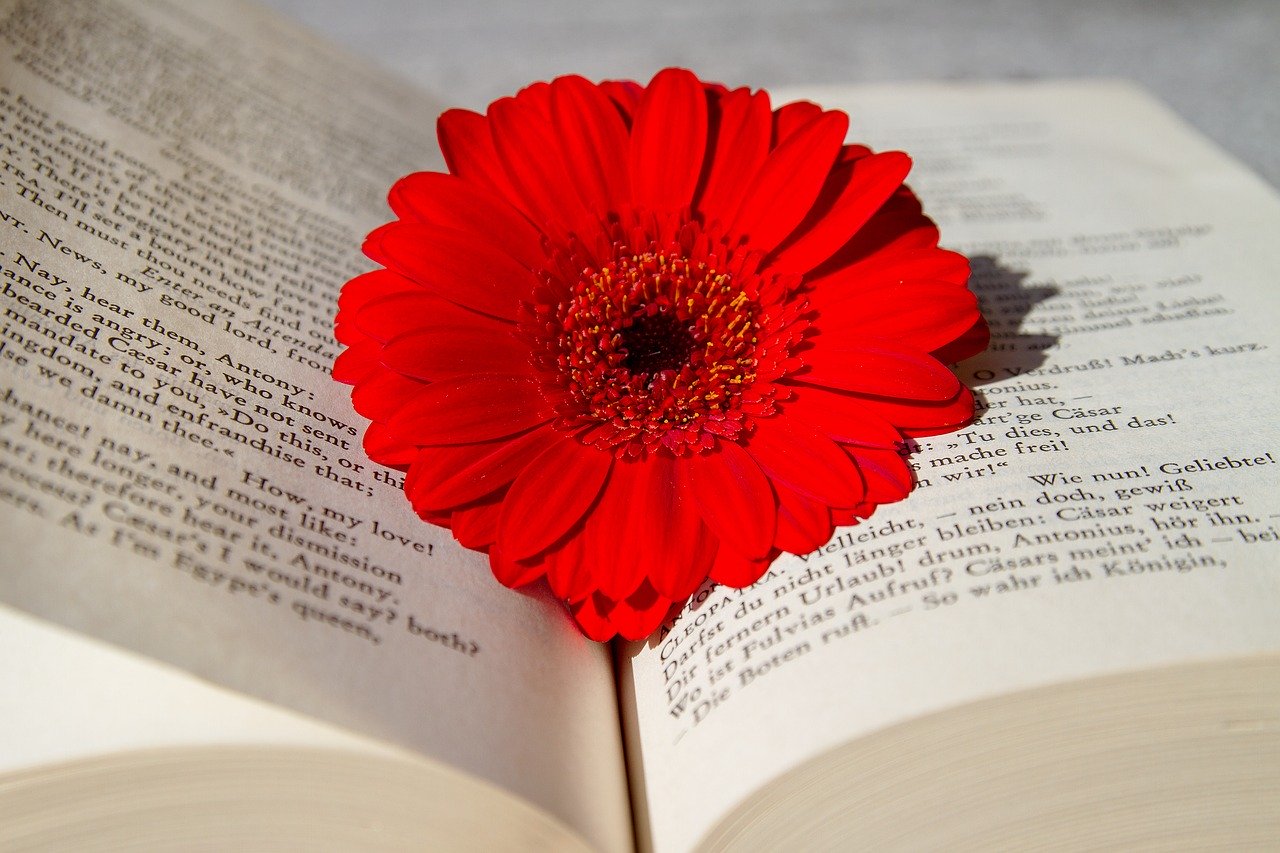 An open book with a red flower on it